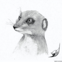 Surikate