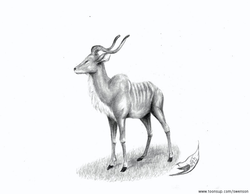 Illustration: Tragelaphus eurycerus isaaci 1