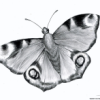Aglais io