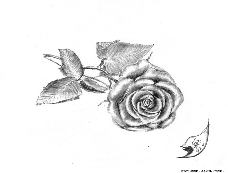 Illustration: Rose 2016 1