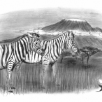 Equus quagga + Kilimandscharo
