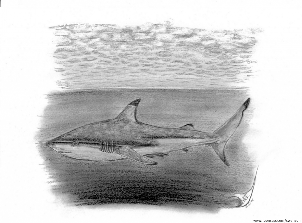 Illustration: Carcharhinus limbatus 1