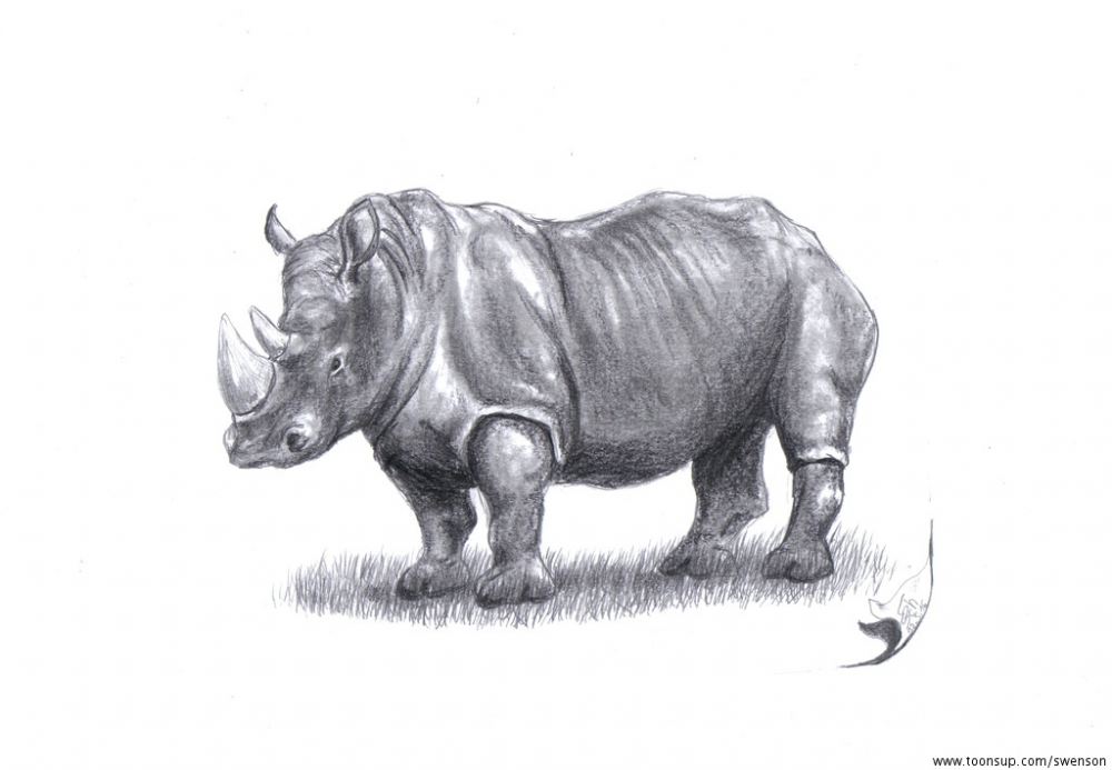 Illustration: Ceratotherium simum 1