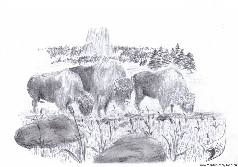 Illustration: Bos bison 1