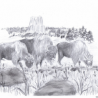 Bos bison