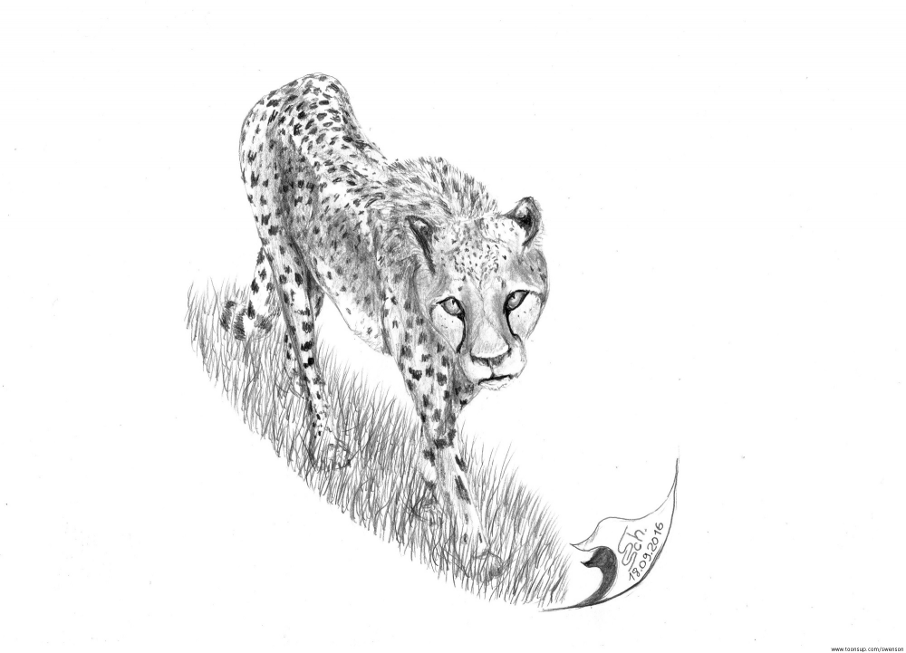 Illustration: Acinonyx jubatus 2 2016 1