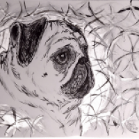 Silver Pug