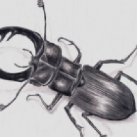 Lucanus cervus