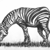 Equus quagga 2026