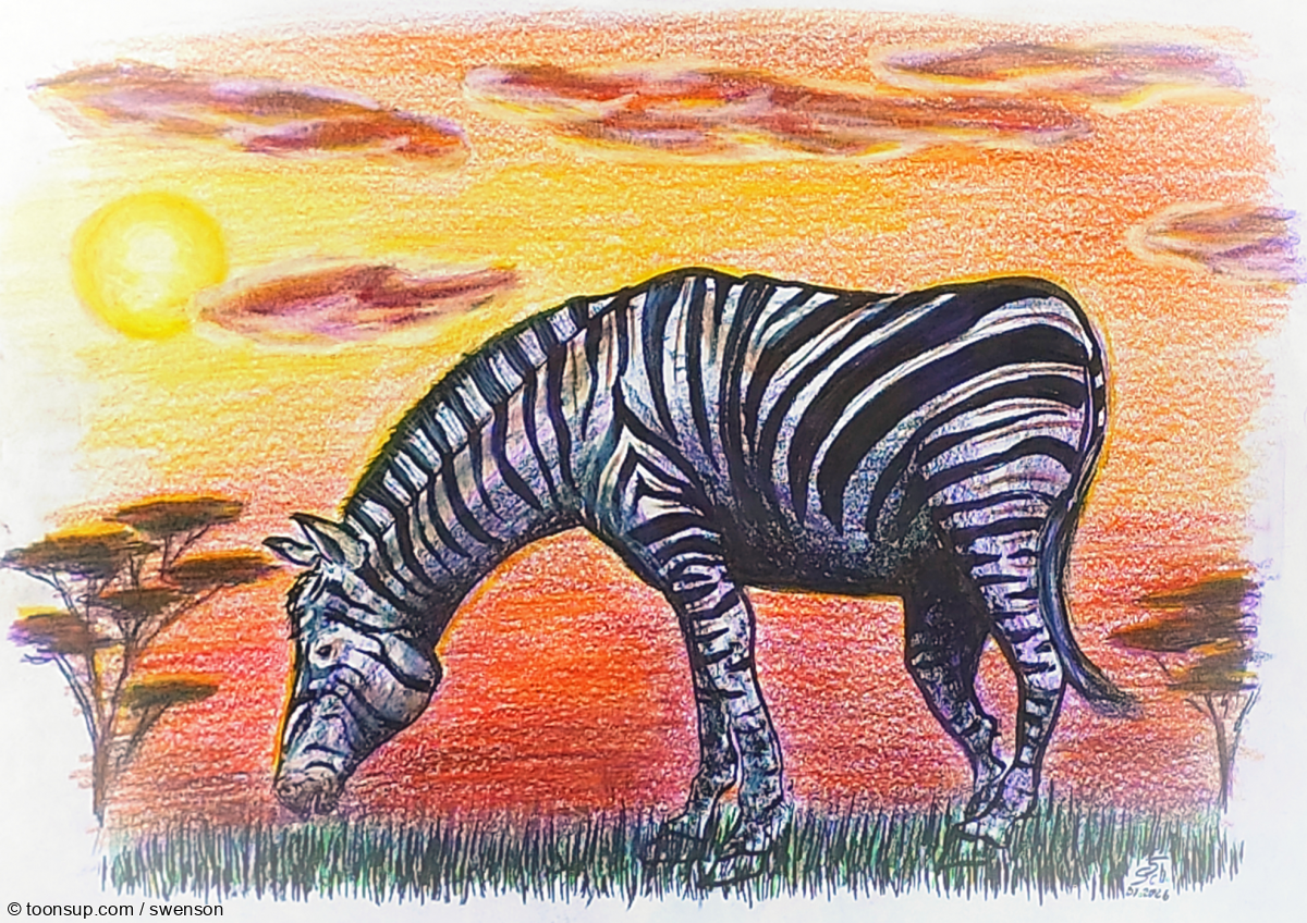 Illustration: Equus quagga (Steppenzebra) 1