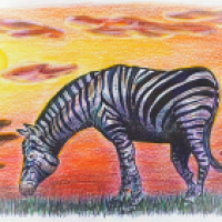 Equus quagga (Steppenzebra)