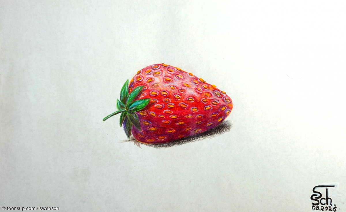 Illustration: Fragaria 1