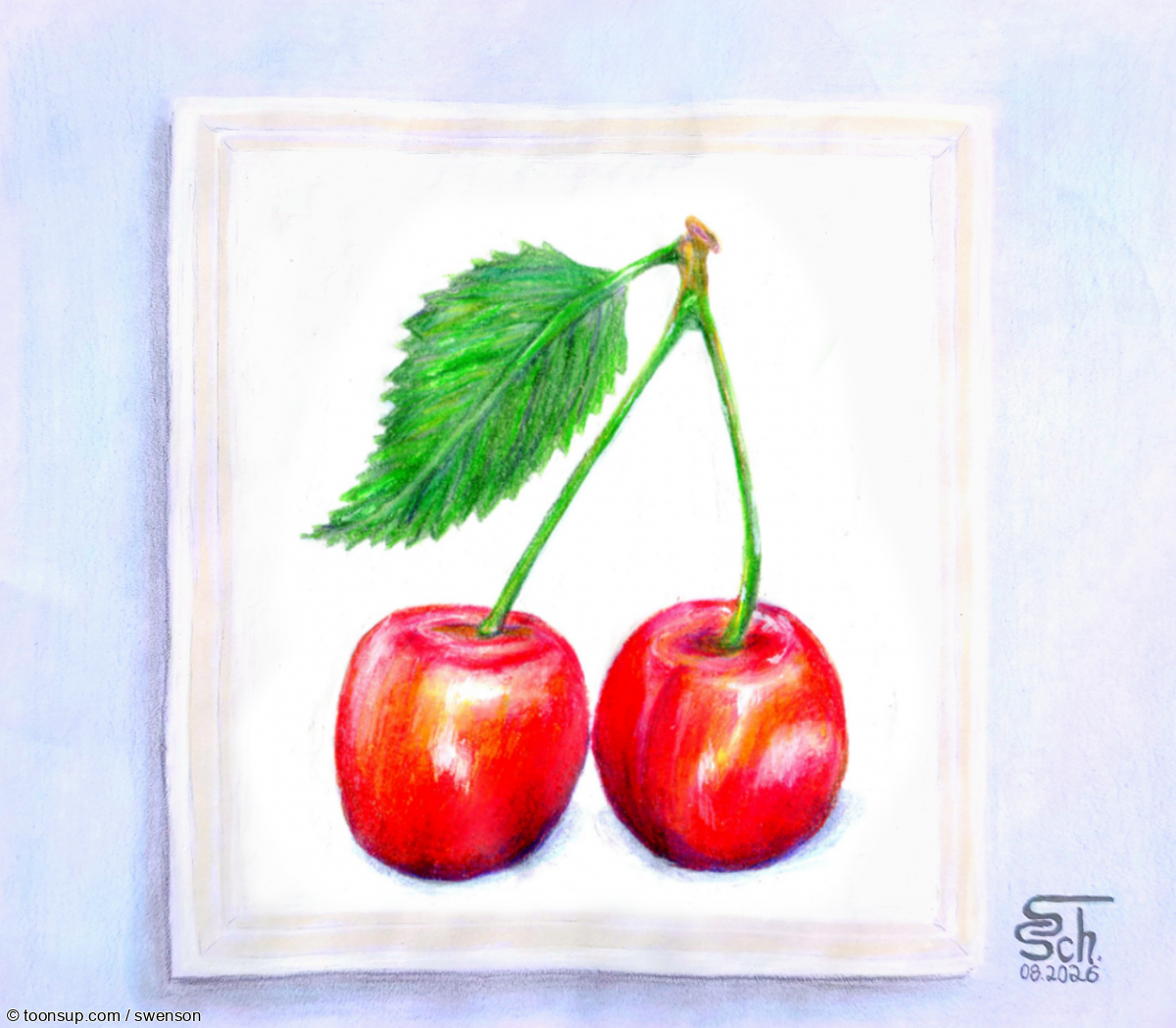 Illustration: Prunus avium 1
