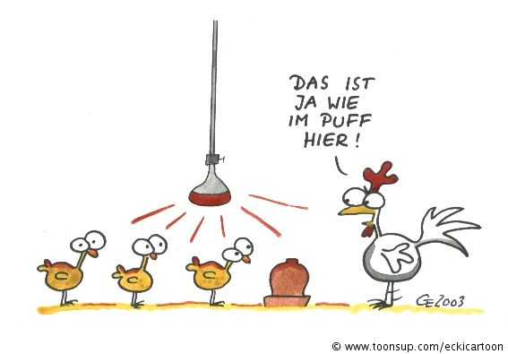 Cartoon: Hühnerstall 1
