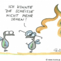 Brillenfliege