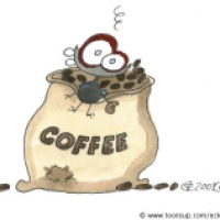 Kaffeefliege