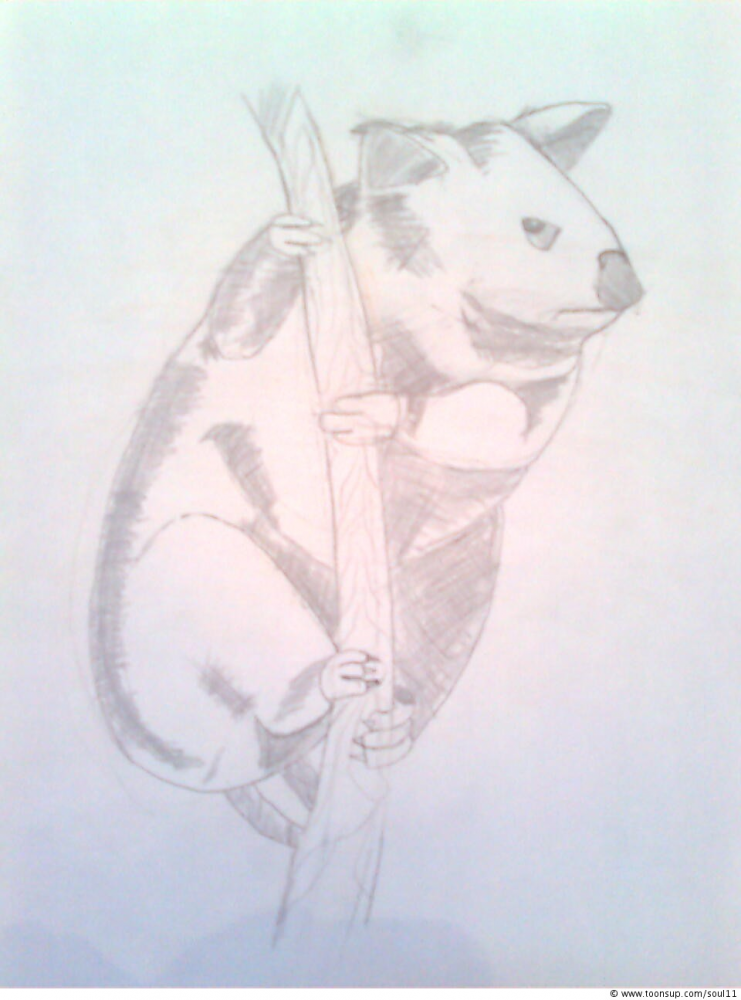 Concept Art / Character Design: Koala 1
