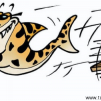 Tigerhai
