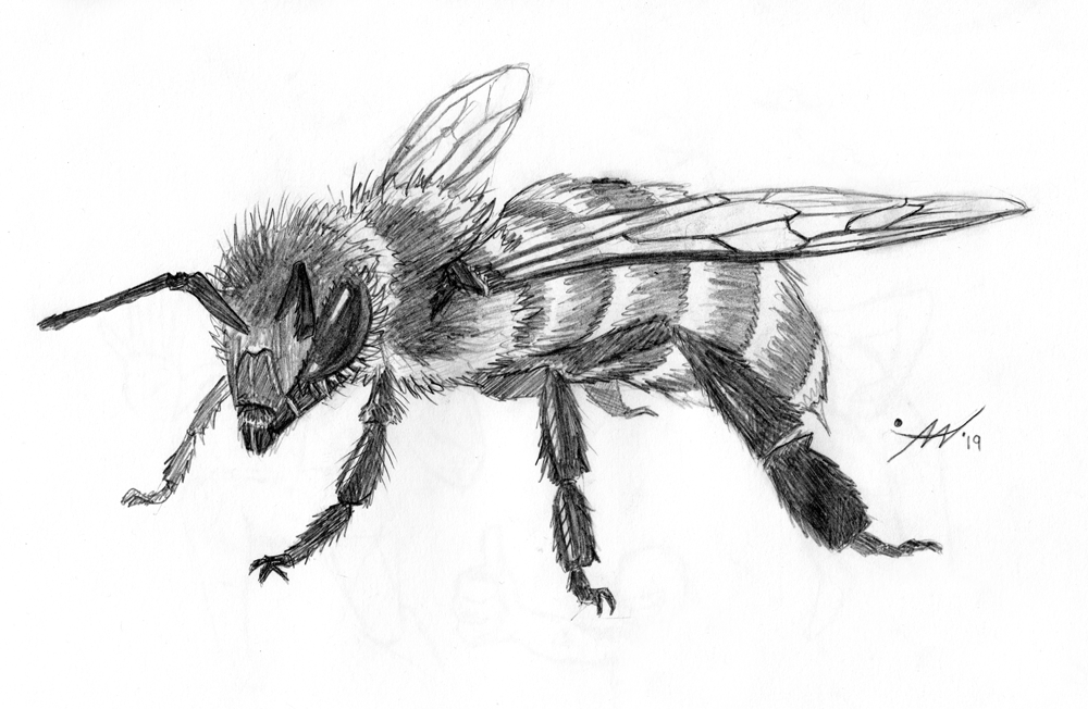 Anderes: Bee - pencil drawing 1