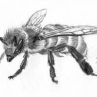 Bee - pencil drawing