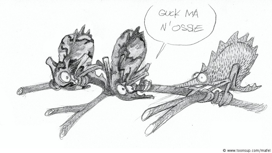 Cartoon: Ossie 1