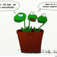 Die Vegifliegenfalle