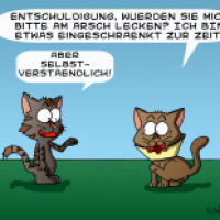 Katzenprobleme