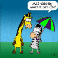 Mai-Regen