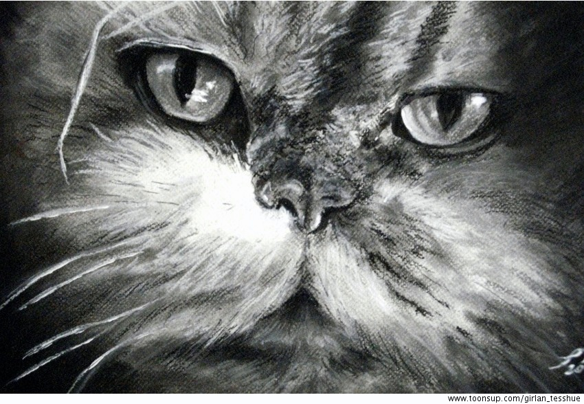 Other: Tierportrait 'Barby vom Pleissengrund' 1