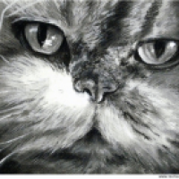 Tierportrait 'Barby vom Pleissengrund'