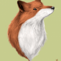 Rotfuchs