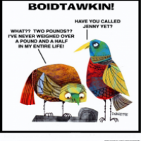 BOIDTAWKIN!