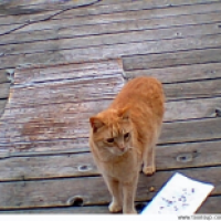 My Cat