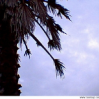 Palm tree