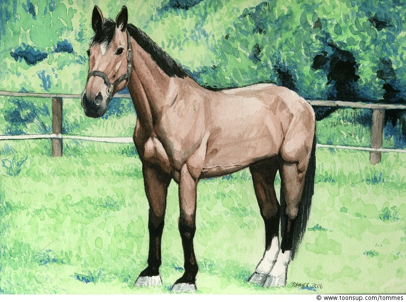 Anderes: Da steht ein Pferd aufm Bild 1