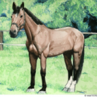 Da steht ein Pferd aufm Bild