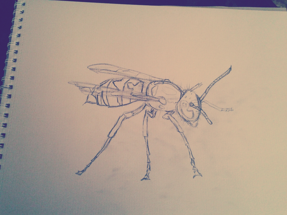 Other: Die Vespula/Vespidea familie 1
