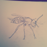 Die Vespula/Vespidea familie