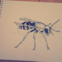 Vespula/Vespidea ® 2 von 4
