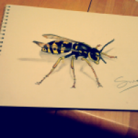 Vespula/Vespidea familie 4 von 4 ®