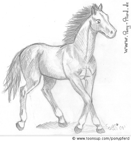 Anderes: Pferd 1