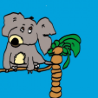 koala