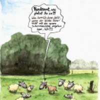 Schafe 1