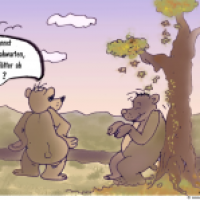 bären im herbst