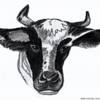 Hornvieh