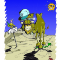 Cool Camel