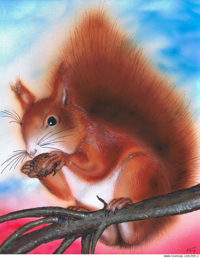 Illustration: Eichhörnchen 1