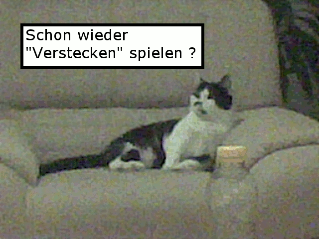 Comic: Verstecken mit der Katze 1