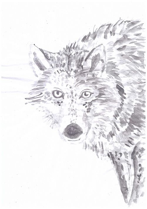 Anderes: Wolf 1