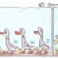 Enten/Ducks